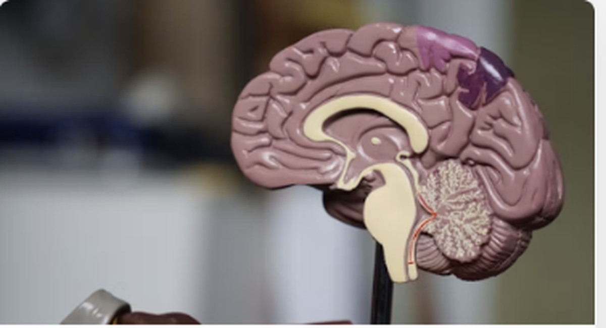 Modelo anatómico de cerebro